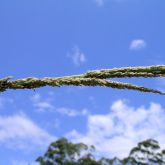 Giant Parramatta grass seedhead