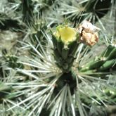 Hudson pear flower