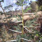 Karroo thorn plant form