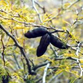 Mimosa bush pod