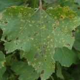 Noogoora burr leaf