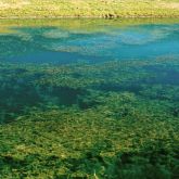 Eurasian water milfoil infestation