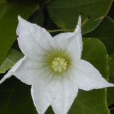 Ivy gourd flower