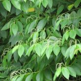 Spiked pepper bush