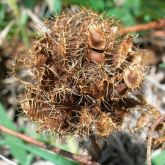 Common sensitive plant pod