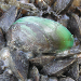 Thumbnail of Asian green mussel