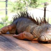 Green iguana on deck