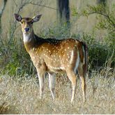 Feral chital deer