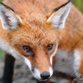 Fox close-up