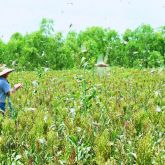 Spur-throated locust swarm