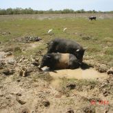 Feral pigs in mud