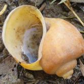 Spiked-top apple snail shell