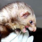 Ferret close up of head