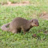 Indian mongoose side-on