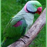 Indian Ringneck Colour Chart