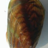 Asian bag mussel close-up