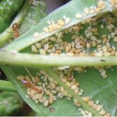 Yellow crazy ants farming aphids