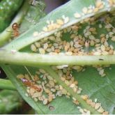 Yellow crazy ants in Australia