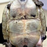 South East Asian box turtle hinge