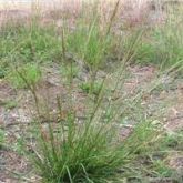 American rat's tail grass habit