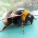 Thumbnail of Large earth bumblebee