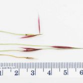 Chilean needle grass seeds