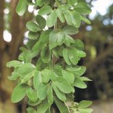 Madras thorn leaves, flowers and pods