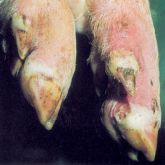 Pig’s feet with 3-day-old lesions along coronary bands of main and supernumerary digits.