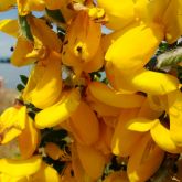 Scotch brooms flowers