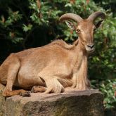 Barbary sheep