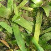 Sagittaria platyphylla leaves