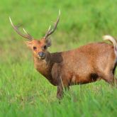 Hog deer side view