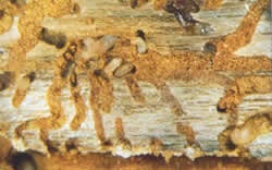 Galleries (tunnels) in pine bark made by five-spined bark beetle larvae