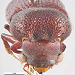 Lesser auger beetle