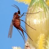 Orange mosquito-like fly with rounded body