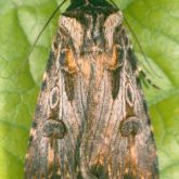 Dark caterpillars curling up when disturbed