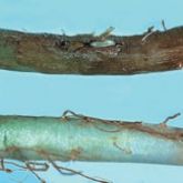 Small, pale maggot and damaged stem