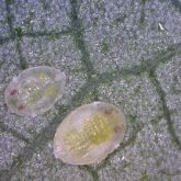 Semi-transparent scale-like flattened ovals with red spots where eyes are developing
