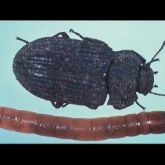 Black beetle and worm-like brown beetle larva