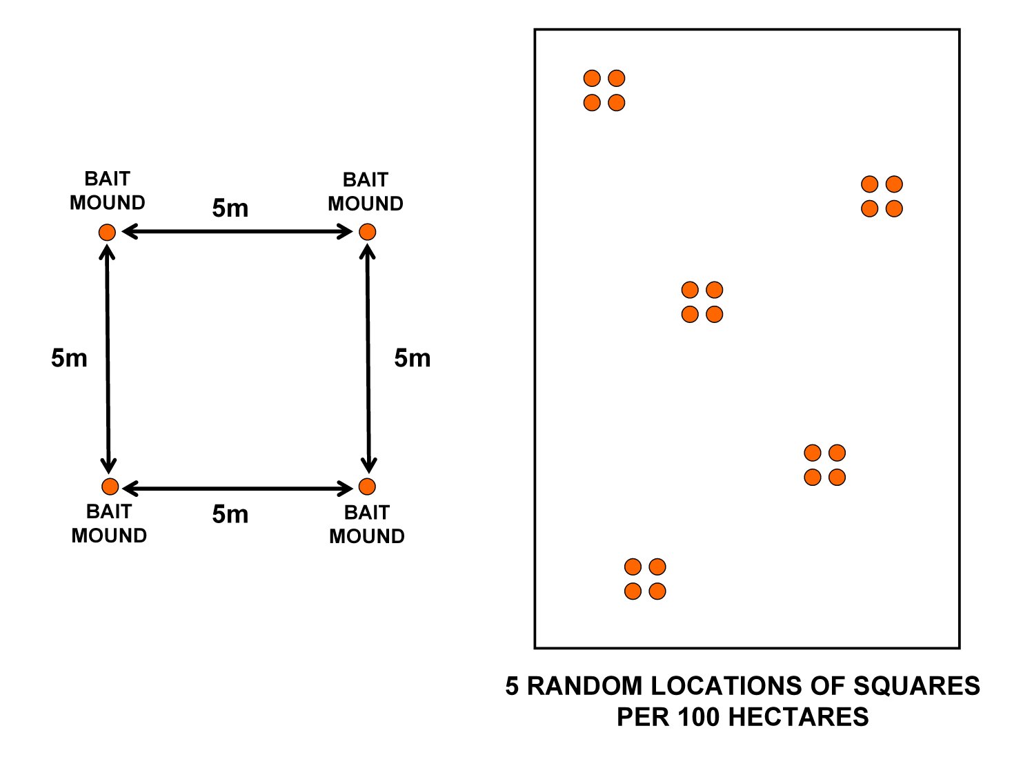 Diagram of a square with 5 metre sides and a bait station in each corner. This is replicated randomly 5 times within a 100 hectare field.