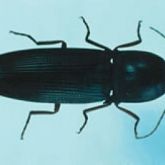Dark insect - true wireworm adult