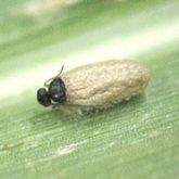 Wasp head and thorax poking out from the end of an oval-shaped cocoon