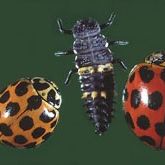 Two spotted red-and-black ladybird beetles and an elongated ladybird larva.