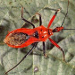 Red assassin bug adult 