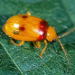 Thumbnail of Leaf beetles