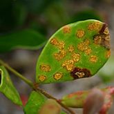 Photo of myrtle rust on Beach Cherry (Eugenia reinwardtiana) foliage