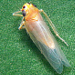 Thumbnail of Leafhoppers