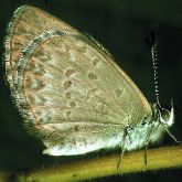 Butterfly with blue underside