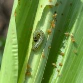 Fall armyworm in a leaf whorl