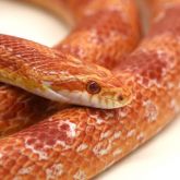American corn snake close up